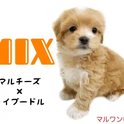 【 MIX犬 】ぬいぐるみ系わんこ！マルプーちゃんとの生活をご案内！