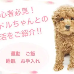 【 トイ・プードル 】初心者必見！可愛い子犬との生活をご紹介！