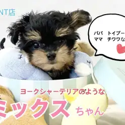 【 MIX 】健康体型ドワーフ!トイプー×チワワのプーチー登場!
