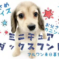 【 ミニチュアダックスフント 】お父さんがカニンヘンの小さめレディッシュボーイ！