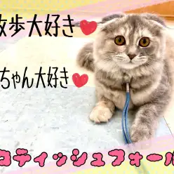 【 スコティッシュフォールド 】のんびり屋だけどかまってちゃんなたれ耳にゃんこ