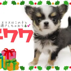 【 チワワ 】クリスマスはこの子と一緒に過ごしたい！ロングコートチワワ登場！