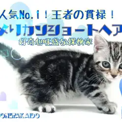 【 アメリカンショートヘア 】人気者No.1！王者の貫禄！好奇心旺盛な探検家！