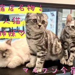 【アメショ】初心者必見！美人猫3姉妹！多頭のポイントと必要なアイテムをご紹介！