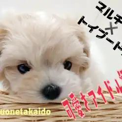 【 MIX犬 】アイドル級の可愛さの秘密とは？！マルプーの全て教えます！