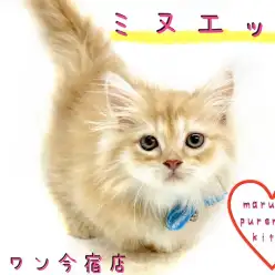 【 ミヌエット 】超短足・丸顔・長毛種！プレミアムな2頭身BODYの魅力を紹介！