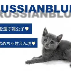 【 ロシアンブルー 】幸運を運ぶブルーカラーの貴公子！性格はめちゃ甘えん坊！