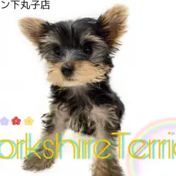 【 ヨークシャーテリア 】小さめ甘えん坊ヨーキーに惚れちゃう人続出！