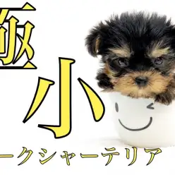 【 ヨーキー 】極小サイズ・ドワーフ体型・モーニングルーティンで更にイケメンに!