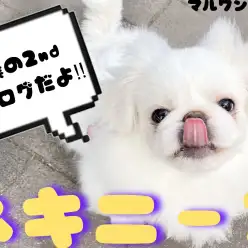 【 ペキニーズ 】下丸子店のアイドルは人を笑顔にさせる天才‼︎