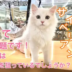 【 サイベリアン 】抱っこ大好き甘えん坊アレルギーレスキャット