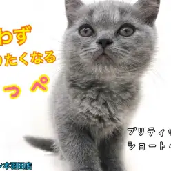 【 ブリティッシュショートヘア 】賢くて愛情深いニャンコ登場！丸顔は究極の癒し！