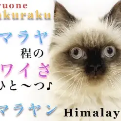 【 ヒマラヤン 】懐っこいドールフェイスの持ち主！手入れ＆食事のポイント紹介