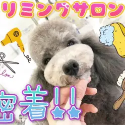 【 店舗紹介 】ユアペティア東日暮里店マルワンの隣！ビューティーサロンに密着！