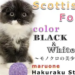 【 スコティッシュフォールド 】モノクロの垂れ耳！手入れとフードのあげ方は？