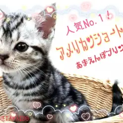 【 アメリカンショートヘア 】人気No.1猫種！あまえんぼな性格のプリンセス！