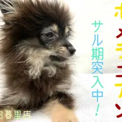 【 ポメラニアン 】セカンドレビュー！希少クマポメくんの現在をリポート！！