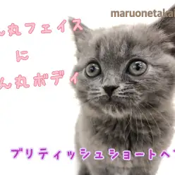 【 ブリティッシュショートヘア 】まん丸女の子！その体格にあったフードもご紹介！