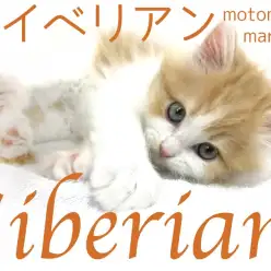 【 サイベリアン 】猫アレルギーの出にくい癒しのもふキャットが横浜元町に上陸!