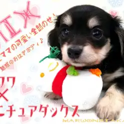 【 MIX犬 】モチモチワックス！ 綺麗の秘訣！簡単お手入れ方法教えます！