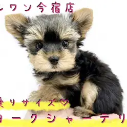 【 ヨークシャーテリア 】小さめサイズのどんぐりヨーキー！食欲旺盛な元気っ娘！
