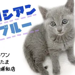 【 ロシアンブルー 】初めてでも飼いやすい！ロシちゃんの性格をご紹介！！