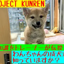 【 PROJECTKUNREN 】サイズ別で見る成人式ならぬ"成犬式"はいつ？