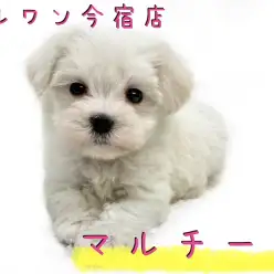【 マルチーズ 】童顔・ドワーフ・純白の女の子！お留守番時のポイントもご紹介！