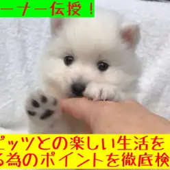 【 スピッツ 】スピッツへのイメージを払拭！トレーナー目線で見る魅力とは？