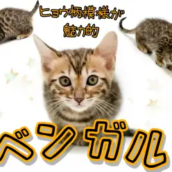【 ベンガル 】多頭飼い向け子猫ちゃん！綺麗なヒョウ柄に身を包むベンガルちゃん！
