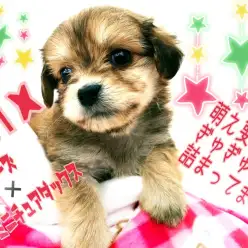 【 MIX犬 】マルチーズ×ダックスのレアMIXちゃん！萌え要素ギュギュっと詰まってます！