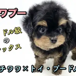 【 MIX 】童顔・小さめ・ドワーフ体型！全てを備えたプレミアム「チワプー」