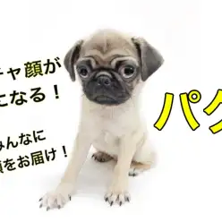 【 パグ 】ぺちゃ顔がクセになる！しわのお手入れ方法も大公開！