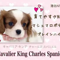 【 キャバリア 】育てやすさNO.1！マシュマロボディ！人気のブレンハイム