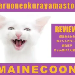 【 メインクーン 】個性あふれるポイントカラーの純白王子ちょんまげくん登場！