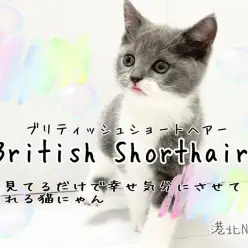【 ブリティッシュショートヘア 】まん丸フォルム！ブルー＆ホワイトの女の子登場！