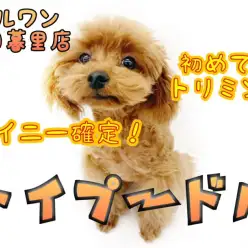 【 トイプードル 】生後4ヵ月半で約1.3kg！タイニープーくんの初カット！