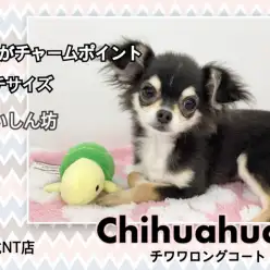 【 チワワ 】小さめブラックタン&ホワイトの人気色！うちの子目印盛り沢山の女の子