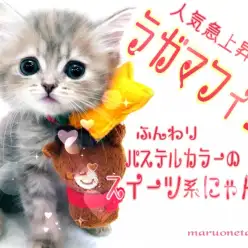 【 ラガマフィン 】人気急上昇中！にゃんこ界のテディベア！パステルキャット！
