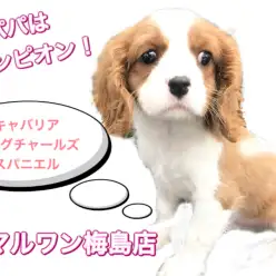 【 キャバリア 】頭にハートマークが！！社交的なファミリー犬！！