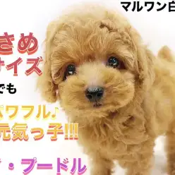 【 トイプードル 】初めて子犬と暮らす方必見！遊び方とオススメのカットスタイル