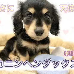 【 カニンヘンダックス 】大人気ブラック＆イエローの癒し系おっとりダックス参上！