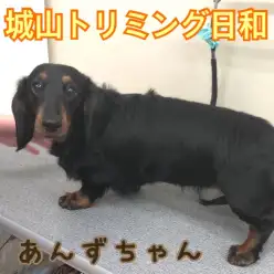 【 城山トリミング 】城山トリミング日和 No.4『あんずちゃん』