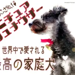 【 ミニチュアシュナウザー 】人懐っこさNo.1!世界中で愛される最高の家庭犬!