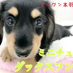 【 ミニチュアダックスフント 】短足好き集合！人懐っこい性格は究極の癒しベイビー