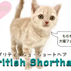 【 ブリティッシュショートヘア 】丸顔・童顔ネコの代表格！クリームカラーの天使！