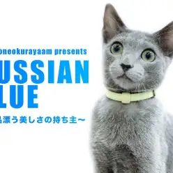 【 ロシアンブルー 】気品漂う美しさの持ち主！肩乗り名人の女の子！