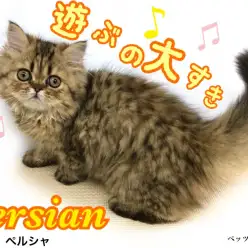 【 ペルシャ 】甘え上手な鼻ペタネコちゃん