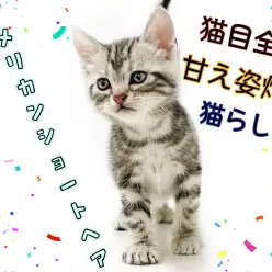 【 アメリカンショートヘア 】猫人気ランキング常に上位！飼い方などもご紹介！