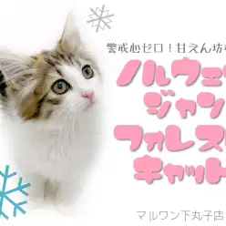 【 ノルウェージャンフォレストキャット 】甘えん坊な性格がかわいい子猫ちゃん登場